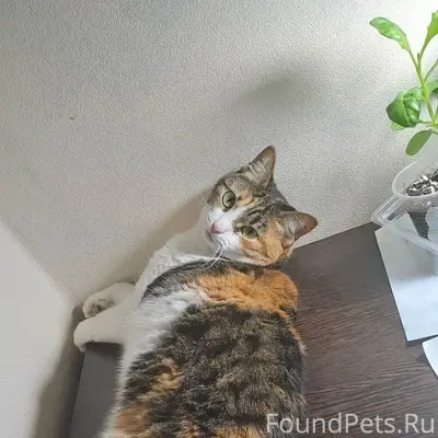 Пропала трёхцветная кошка Чеша, улица Рылеева