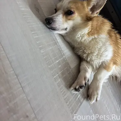 Найден тип собака, Репино