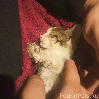 Найден котёнок, Чебоксары