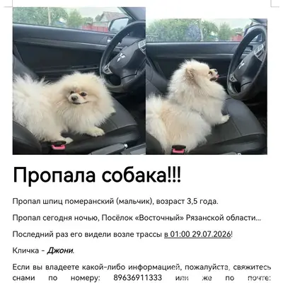 Пропала собака шпиц, Рязанская область