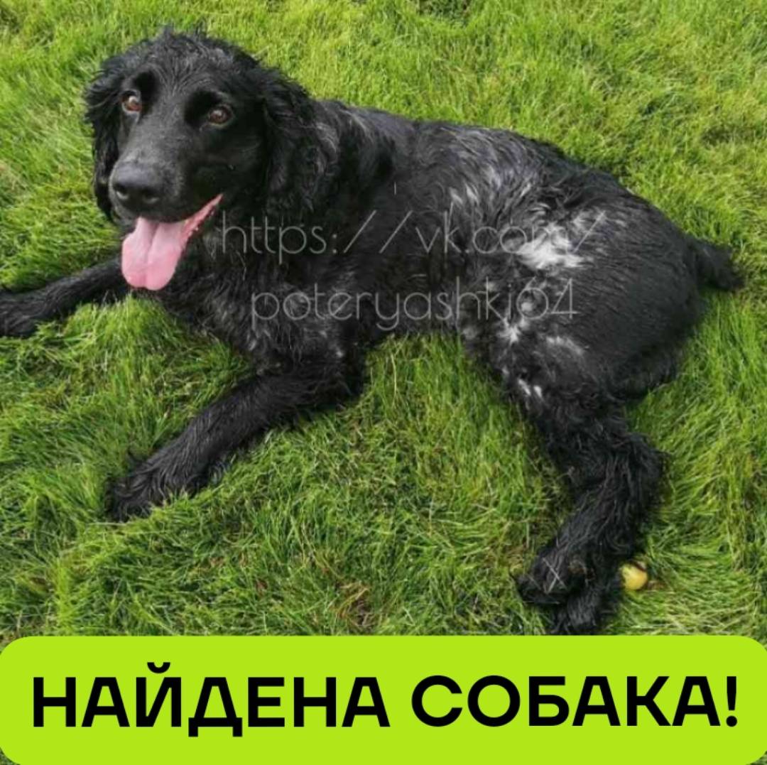 Найден пёс, Саратов, п. Новосоколовогорский