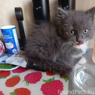 Найден котёнок, Химмаш