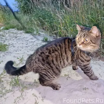 Пропал домашний кот Жора, Зелёная улица