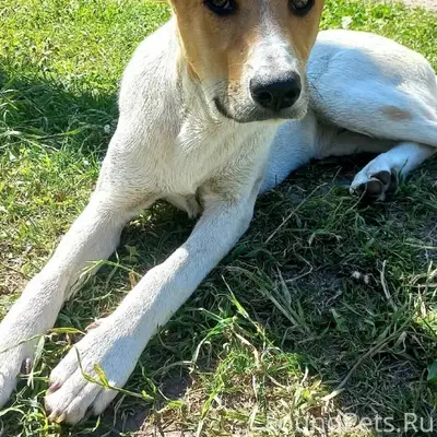 Пропала собака Снежинка, микрорайон СХТ