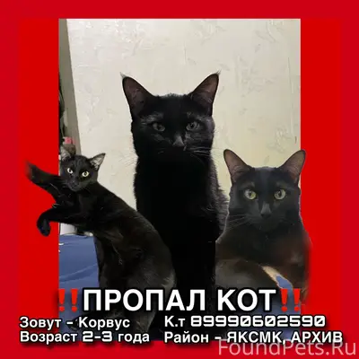 Пропал кот