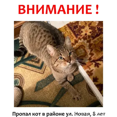 Пропал взрослый кот