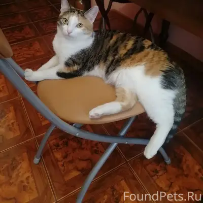 Пропала кошка, ул. Космонавтов