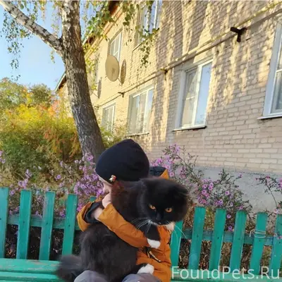 Пропал кот, место не указано