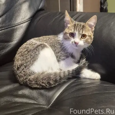 Найден котёнок, улица Ленина