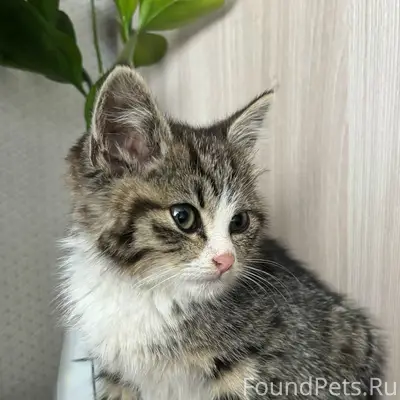 Найден котёнок, рядом с подвесным мостом за фабрикой Мякиши