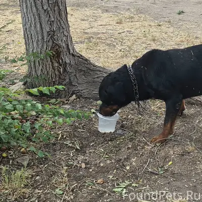 Пропал ротвейлер, 