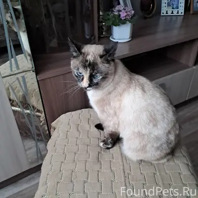 Пропала кошка Муся, район улицы Сентемова и Хрунова