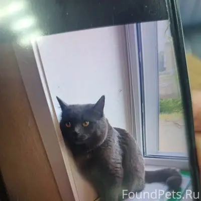 Найден кот, Ангарск, 257 квартал