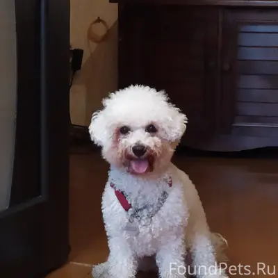 ПОТЕРЯЛАСЬ СОБАКА