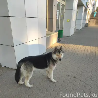 Пропала собака, Московский проспект