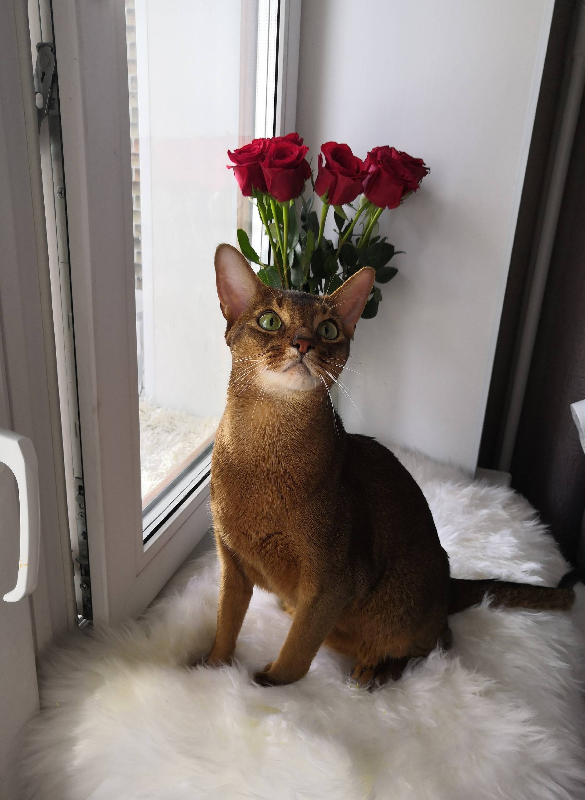 Пропал кот, район Зари