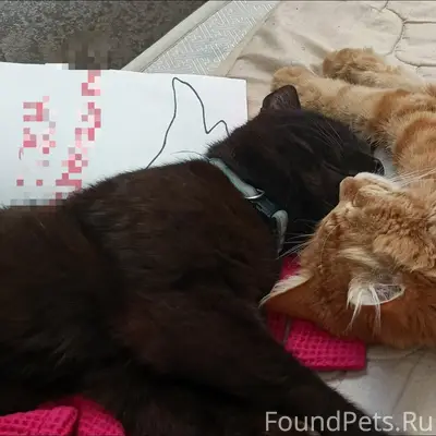 Пропали коты, район музея
