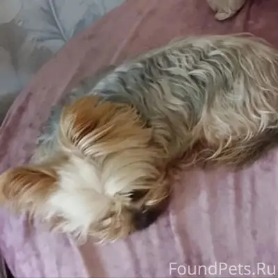 Пропала собака, место не указано
