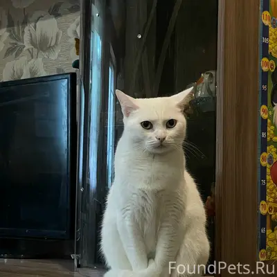 Пропала белая кошка Василиса, Белова 4