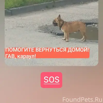 Найден тип собака, Маяковского