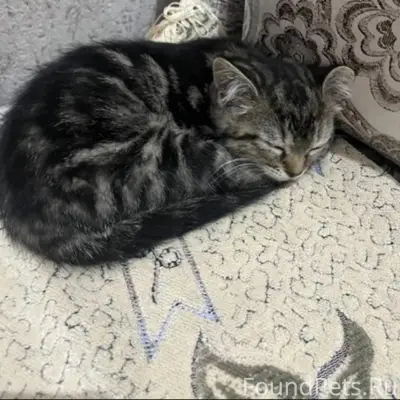 Пропала кошка, район Собачий
