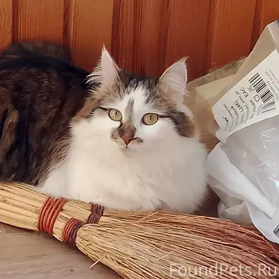 Пропала кошка Аська, Советский район