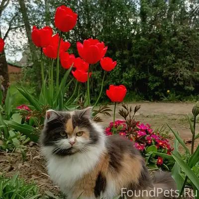 Пропала кошка Сонька, ул. Корегинской