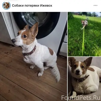 Пропал джек-рассел-терьер, Воткинское шоссе