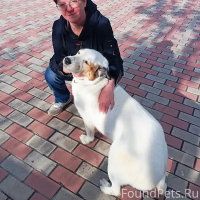 Пропала собака Белка
