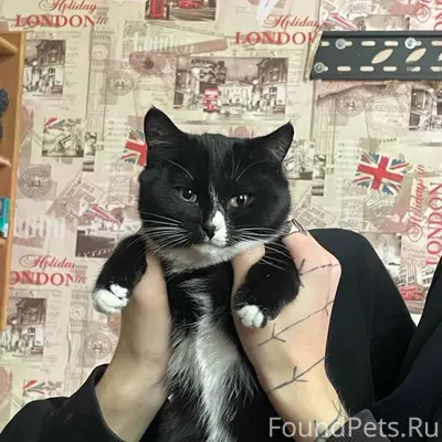 Пропала кошка, район Андропова 30/23