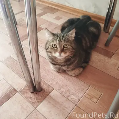 ПРОПАЛ КОТ