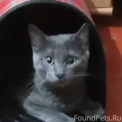 Пропал кот, Северная