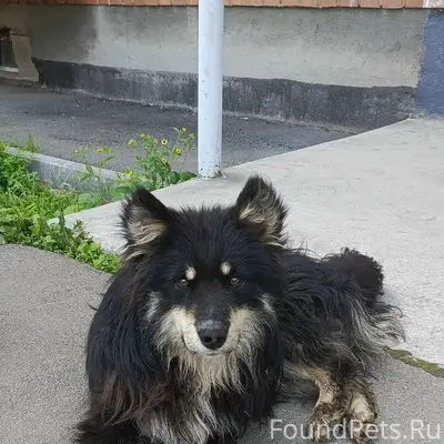 Найден пёс, ждёт хозяина у подъезда