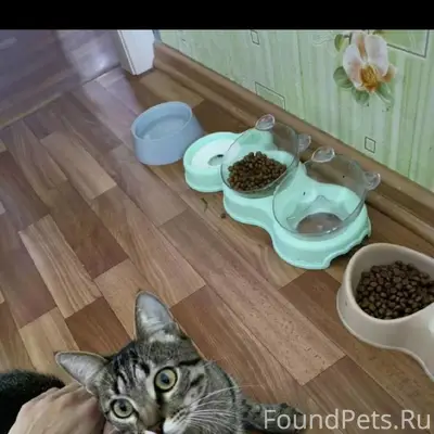 Пропал кот Малыш, район Лабиринта