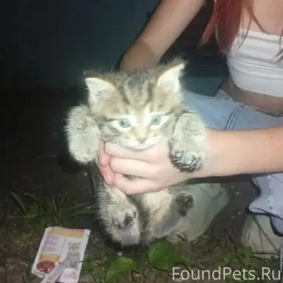 Найдены котята, Коломна, Щурово