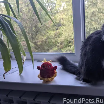 Пропала кошка, чёрно-белая, Тимирязева 6а