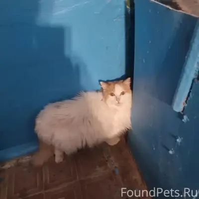 Найдена кошка, Топчева 10