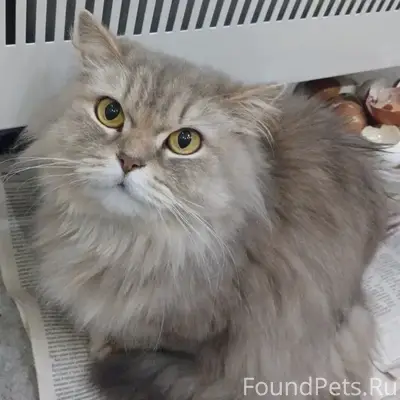 Пропала кошка