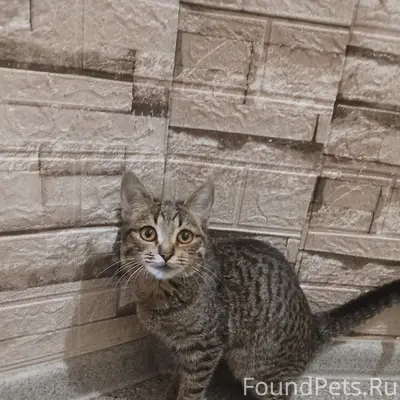 Пропал кот Симба