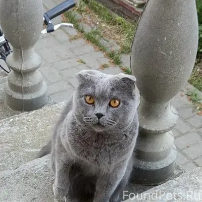 Пропал британец, район польской школы