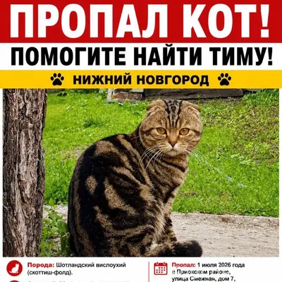 Пропал кот Тима, Приокский район