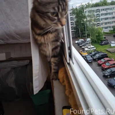 Пропала кошка Рыся, Красная поляна