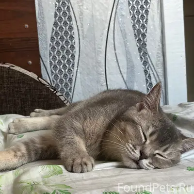 Пропала кошка, Семилуки