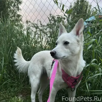 Пропала собака Луна, Приволжский район
