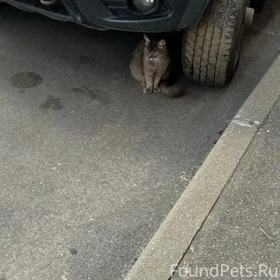 Найден кот, Юность, Фрунзе