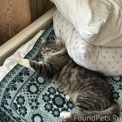 Пропала кошка Буся, Александровка