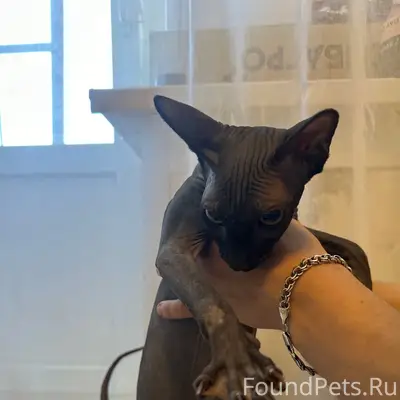 Найдена кошка, Солдатова 4