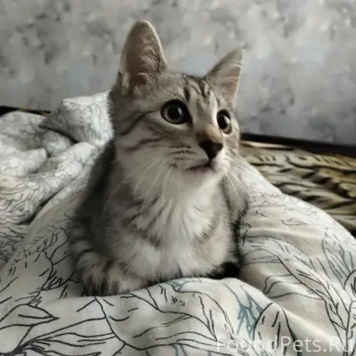 Пропал кот Тёмик, был на зелёном ошейнике