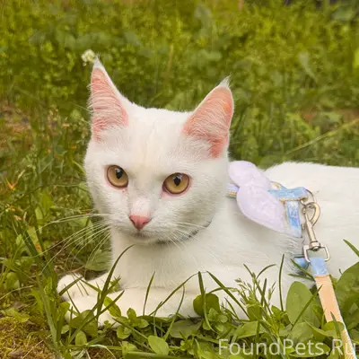 Пропала кошка Милкис, район ул. Большая Серпуховская