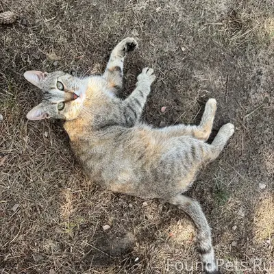 Найдена кошка, посёлок Узольский